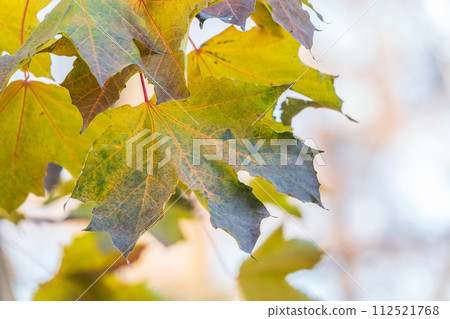 Maple branches with yellow leaves in autumn, in the light of sunset. 112521768
