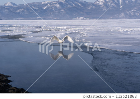 屈斜路天鵝湖 屈斜路天鵝湖 112521868