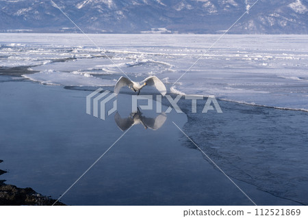 Lake Kussharo Swan 112521869