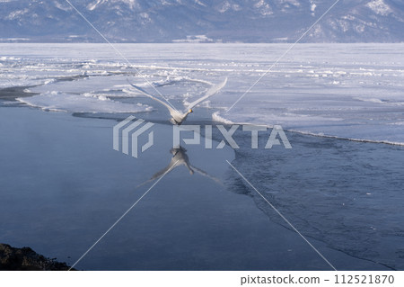 屈斜路天鵝湖 屈斜路天鵝湖 112521870