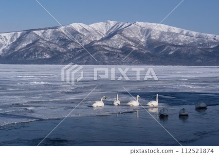 Lake Kussharo Swan 112521874