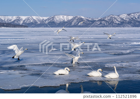 屈斜路天鵝湖 112521896