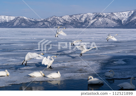 Lake Kussharo Swan 112521899