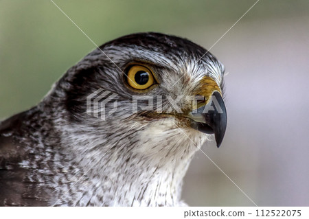 蒼鷹無所畏懼的臉 [鷹科] 112522075