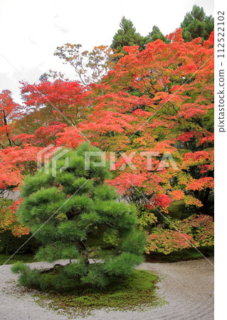 京都南禪寺天守庵的秋葉 京都南禪寺天守庵的秋葉 112522102