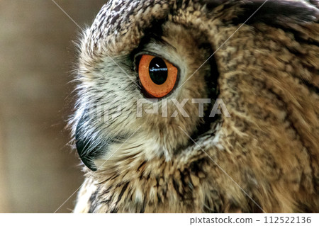 Bengal Eagle Owl with bright iris [Small mammal] 112522136