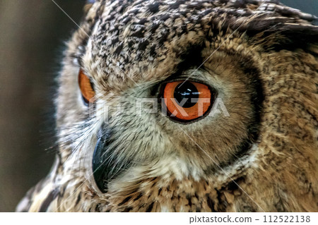 Bengal Eagle Owl with bright iris [Small mammal] 112522138