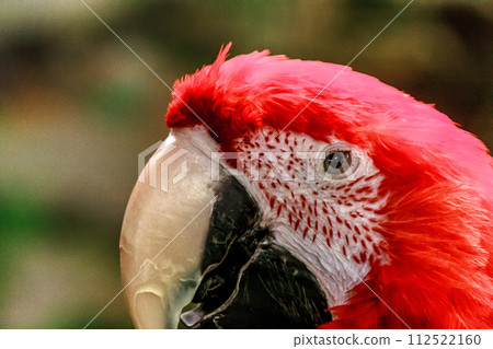 Red-and-green macaw features Red-and-green macaw features 112522160