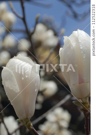 White magnolia flowers bloom in the blue sky after the rain 112522318