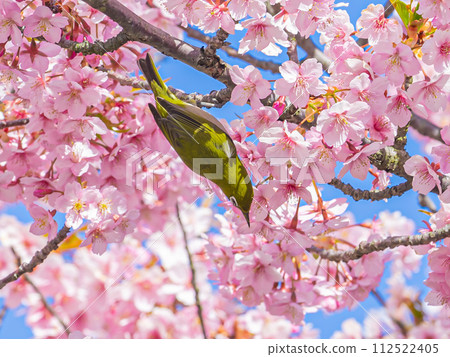 White-eyes enjoying the nectar of Kawazu cherry blossoms White-eyes enjoying the nectar of Kawazu cherry blossoms 112522405