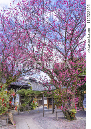 八重的紅梅 - 下禦陵神社,隱藏的梅花勝地 八重的紅梅 - 下禦陵神社,隱藏的梅花勝地 112522493