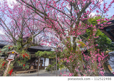 Yae's red plums - Shimogoryo Shrine, a hidden plum blossom spot 112522498