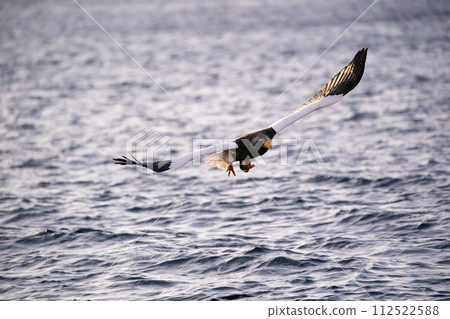 Great eagles in the Nemuro Strait 112522588