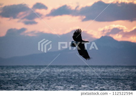 Great eagles in the Nemuro Strait Great eagles in the Nemuro Strait 112522594