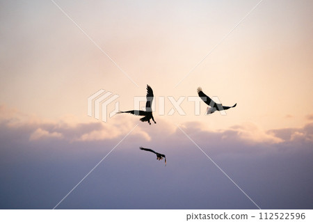 Great eagles in the Nemuro Strait 112522596