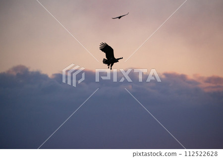 Great eagles in the Nemuro Strait 112522628
