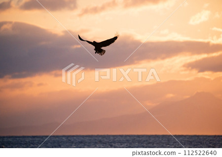 Great eagles in the Nemuro Strait 112522640