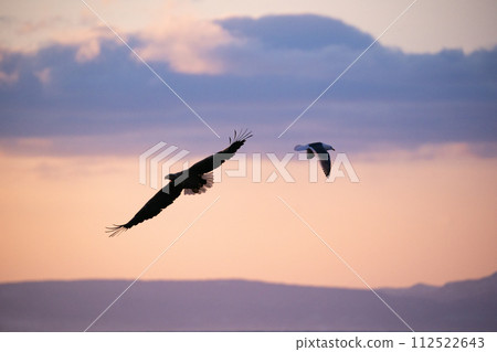 根室海峽的巨鷹 112522643