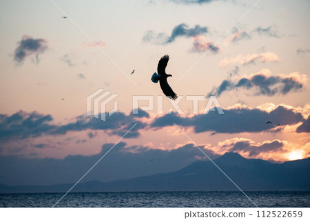 Great eagles in the Nemuro Strait Great eagles in the Nemuro Strait 112522659
