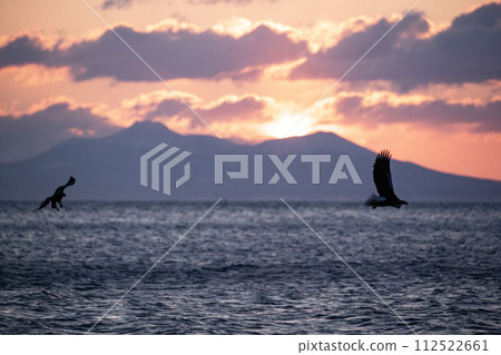 Great eagles in the Nemuro Strait 112522661