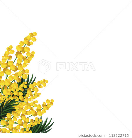 Spring isolated yellow mimosa in corner of banner. Vector background with flower for design card 112522715