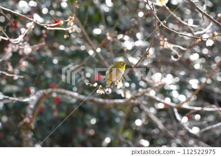 Meiro stuck in a plum tree Meiro stuck in a plum tree 112522975