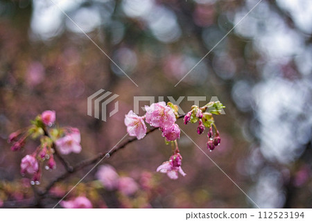 春天認真的綠色中心 112523194