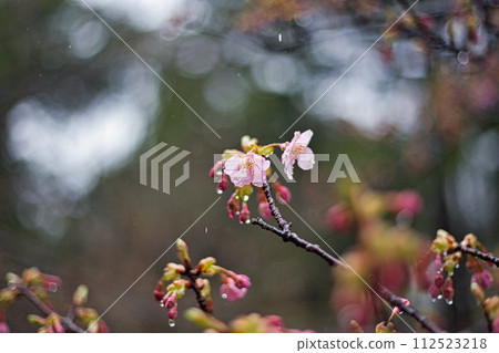 春天認真的綠色中心 春天認真的綠色中心 112523218