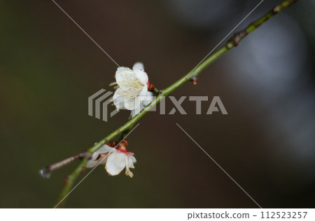 Spring Serious Green Center 112523257