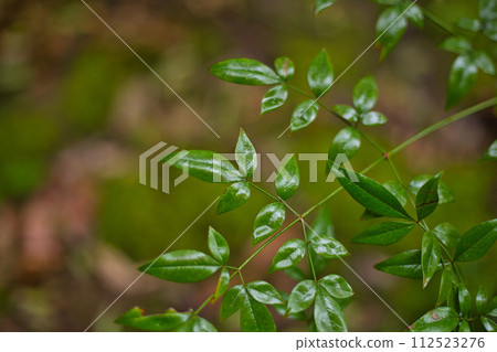 春天認真的綠色中心 112523276