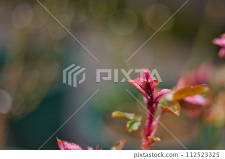 Spring Serious Green Center Spring Serious Green Center 112523325