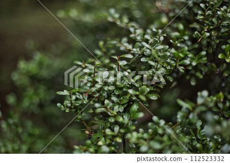 春天認真的綠色中心 春天認真的綠色中心 112523332