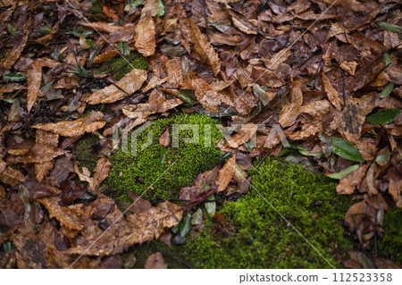 春天認真的綠色中心 112523358