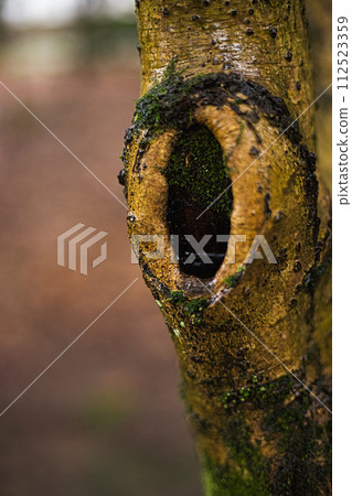 春天認真的綠色中心 112523359