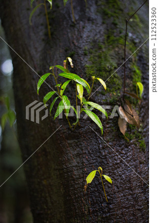 Spring Serious Green Center 112523360