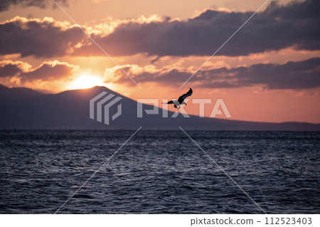 根室海峽的巨鷹 根室海峽的巨鷹 112523403