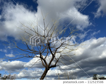 那棵樹沖天而起 112523586