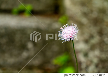 Pink thistle blooming on the stone steps Pink thistle blooming on the stone steps 112523894