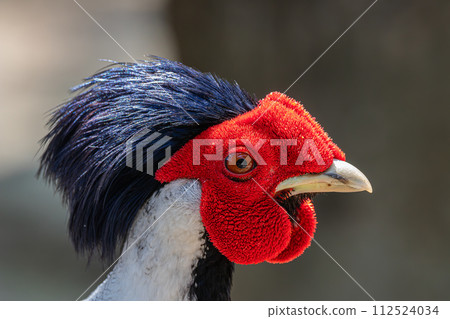 Silver pheasant portrait  112524034