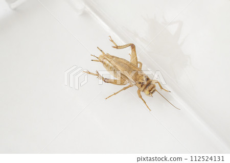 Albino European house cricket Albino European house cricket 112524131