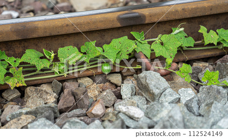 green plant growing in the garden green plant growing in the garden 112524149