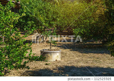 Green lemons tree growth on the cement pond in a garden citrus fruit thailand. Green lemons tree growth on the cement pond in a garden citrus fruit thailand. 112525505