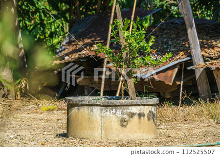Green lemons tree growth on the cement pond in a garden citrus fruit thailand. Green lemons tree growth on the cement pond in a garden citrus fruit thailand. 112525507