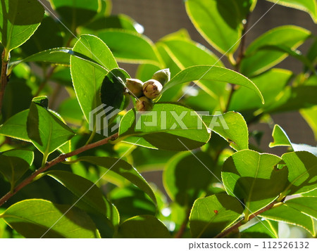 Beautiful fresh greenery that repels water (Ecology: SDGs) Beautiful fresh greenery that repels water (Ecology: SDGs) 112526132