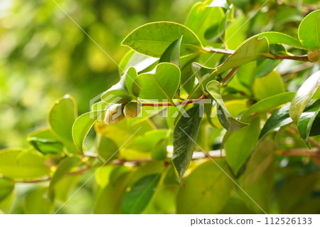 Beautiful fresh greenery that repels water (Ecology: SDGs) Beautiful fresh greenery that repels water (Ecology: SDGs) 112526133