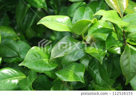 美麗的新鮮綠色植物,排斥水(生態:永續發展目標) 美麗的新鮮綠色植物,排斥水(生態:永續發展目標) 112526155