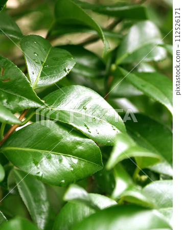 Beautiful fresh greenery that repels water (Ecology: SDGs) 112526171