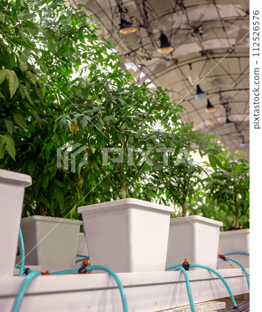 Marijuana growth in science farming lab where they are growing cannabis for research Marijuana growth in science farming lab where they are growing cannabis for research 112526576