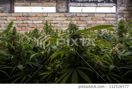 Marijuana under ground lab where they are growing cannabis for research into making medicine Marijuana under ground lab where they are growing cannabis for research into making medicine 112526577