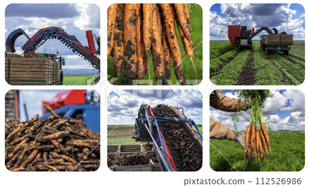 Carrot Harvesting - Carrot Harvester Unloading On The Go into a Tractor Trailer - Commercial Production of Carrots - Photo Collage 112526986